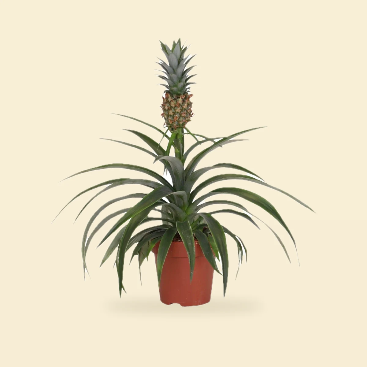 Ananas Mi Amigo 40 cm Ø12 cm