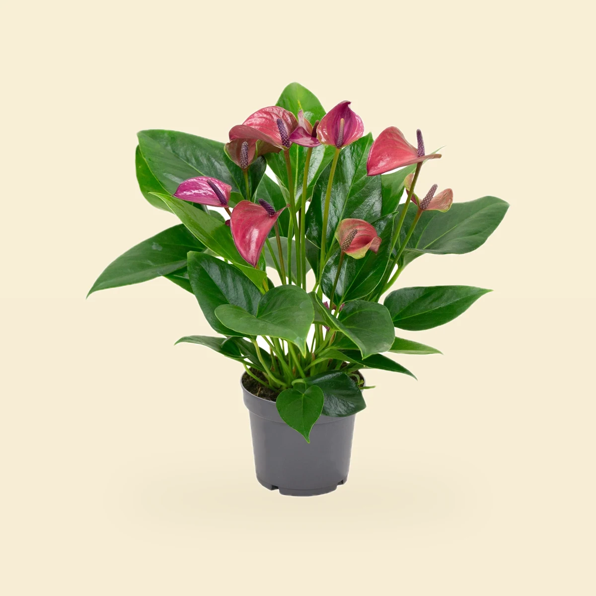 Anthurium Andraeanum Pure Purple Bez