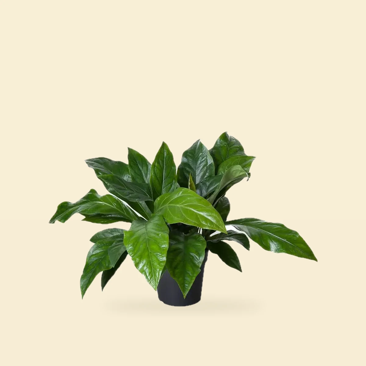 Anthurium 'Jungle Bush'