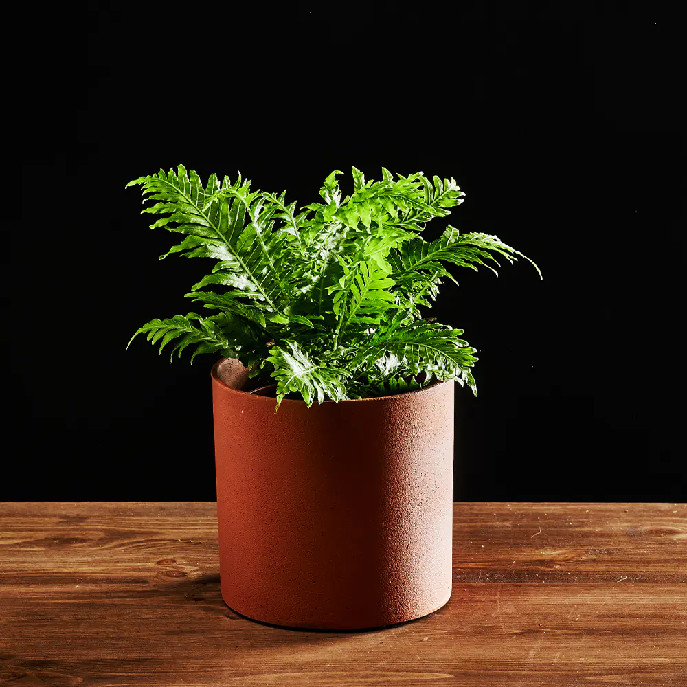 Blechnum gib. Silver Lad Blechnum gib. Silver Lad