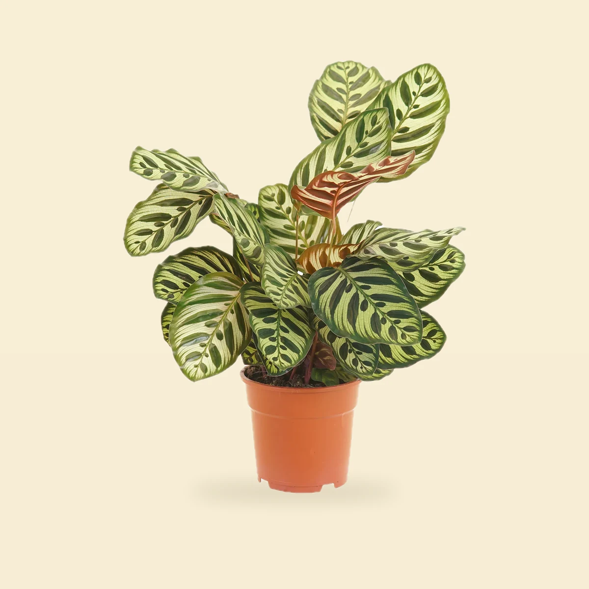 Calathea Makoyana - Kalatea Ostrzeszyn - Goeppertia