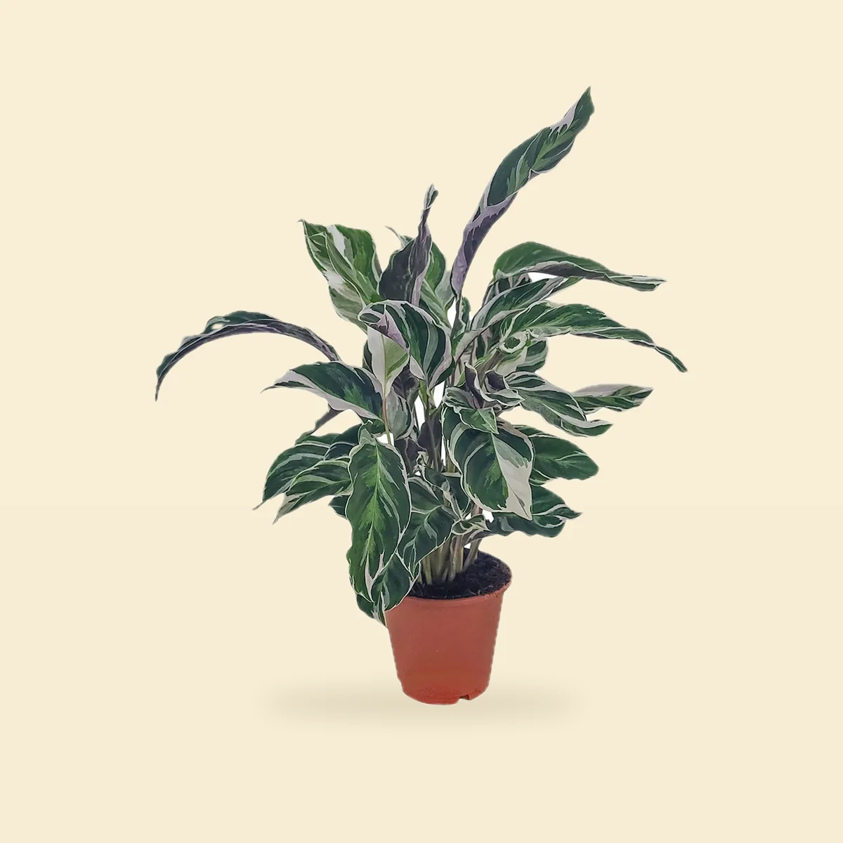 Calathea 'White Fusion' - Kalatea