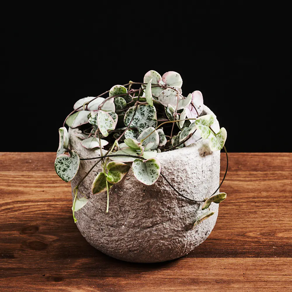 Ceropegia noodil 'Varieg ata Ceropegia noodil 'Varieg ata