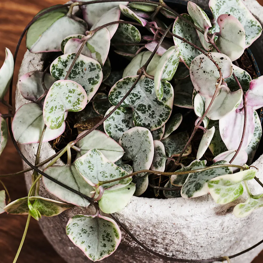 Ceropegia noodil 'Varieg ata