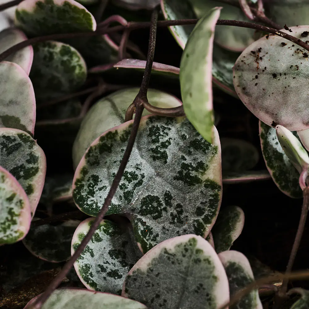 Ceropegia noodil 'Varieg ata