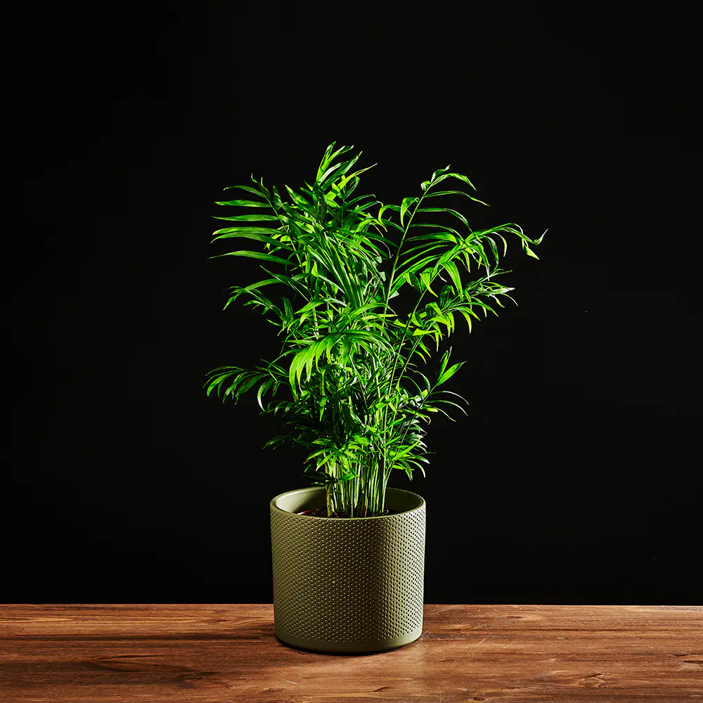 Chamaedora elegans - Palma koralowa - Palma wytworna
