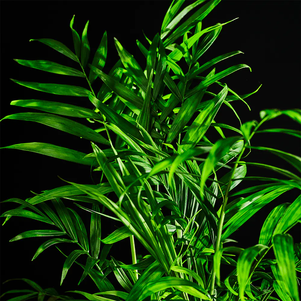 Chamaedora elegans - Palma koralowa - Palma wytworna