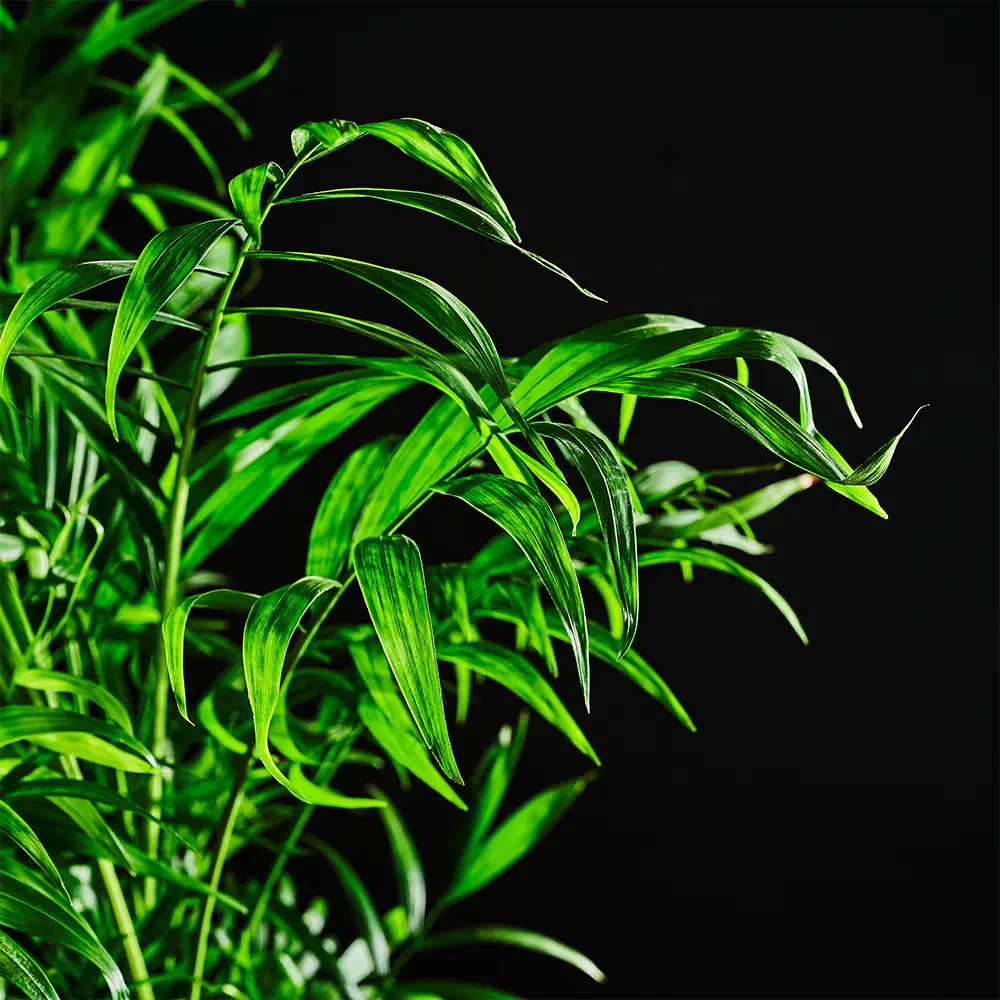 Chamaedora elegans - Palma koralowa - Palma wytworna