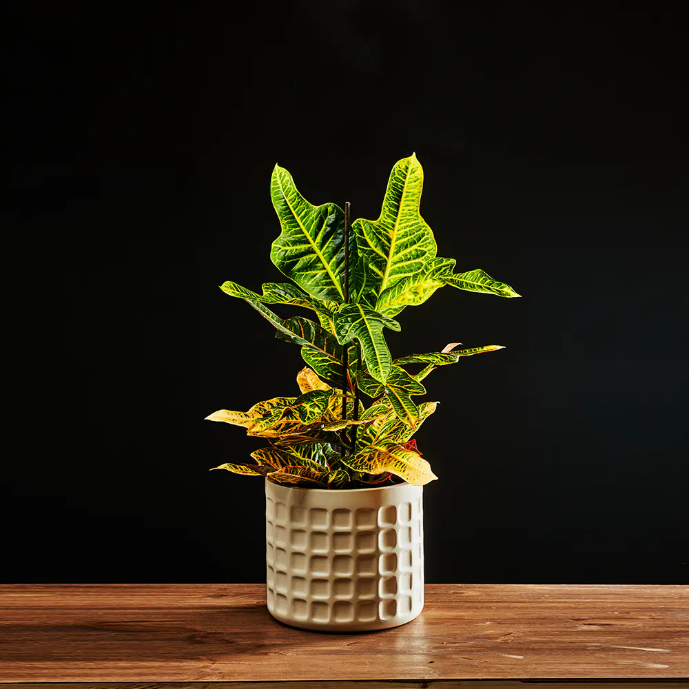 Codiaeum variegatum 'Excellent' - Trójskrzyn Pstry - Kroton