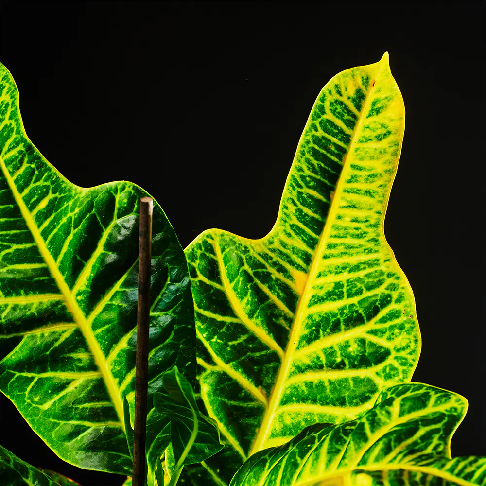 Codiaeum variegatum 'Excellent' - Trójskrzyn Pstry - Kroton