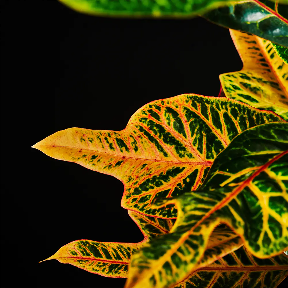Codiaeum variegatum 'Excellent' - Trójskrzyn Pstry - Kroton