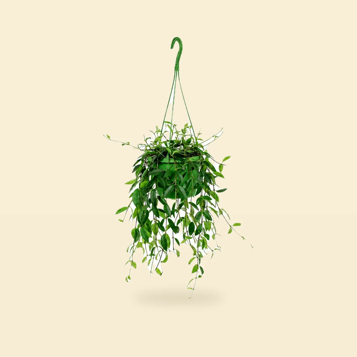 Codonanthe crassifolia