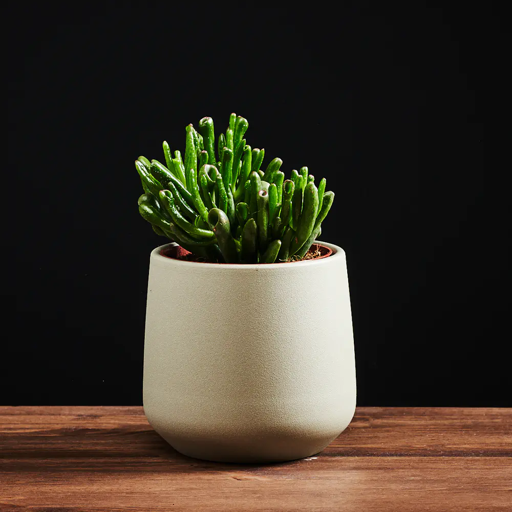 Crassula ovata ‘Hobbit’ - Krasula - Grubosz - Drzewko Szczęścia