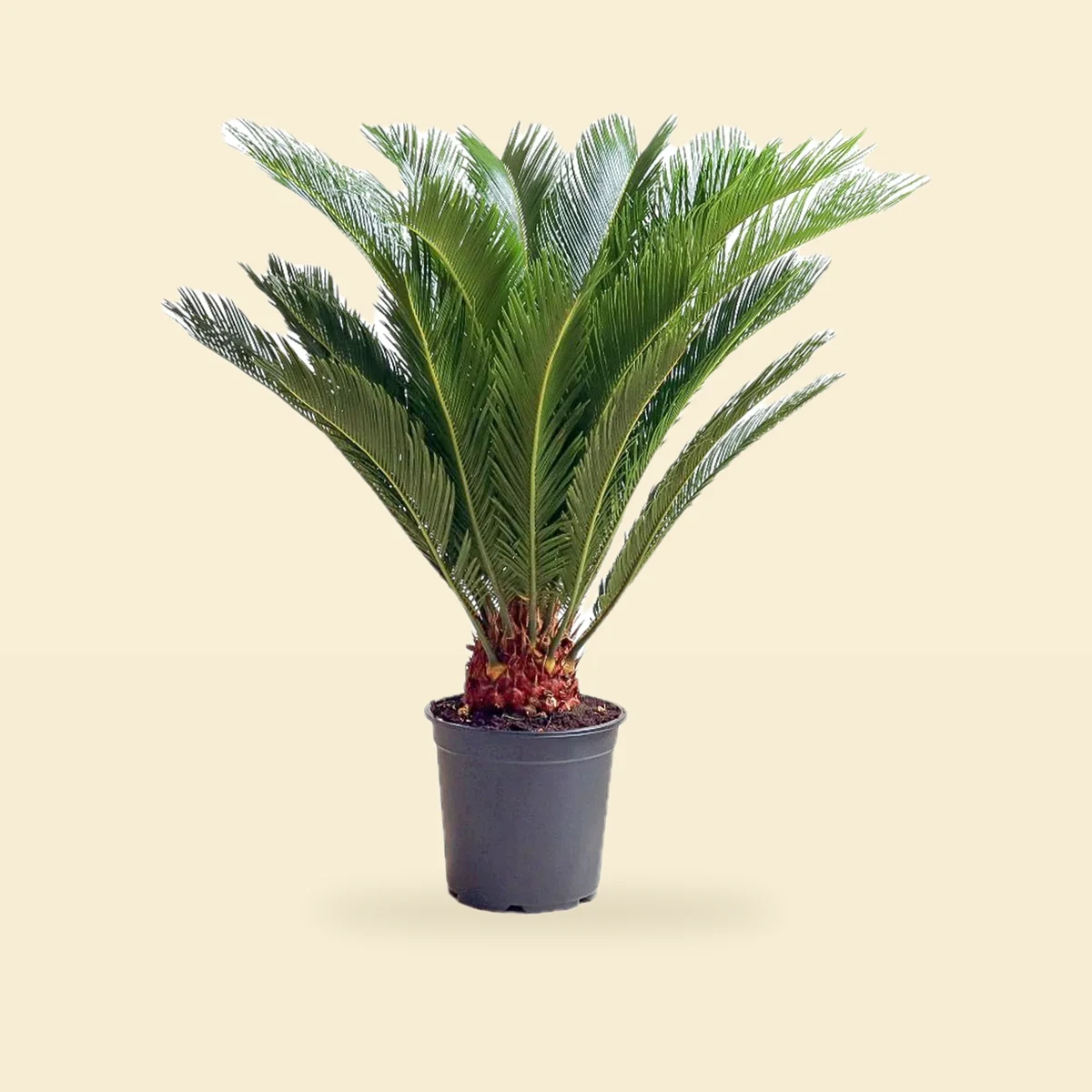 Cycas Revoluta - Cykas - Sagowiec Odwinięty