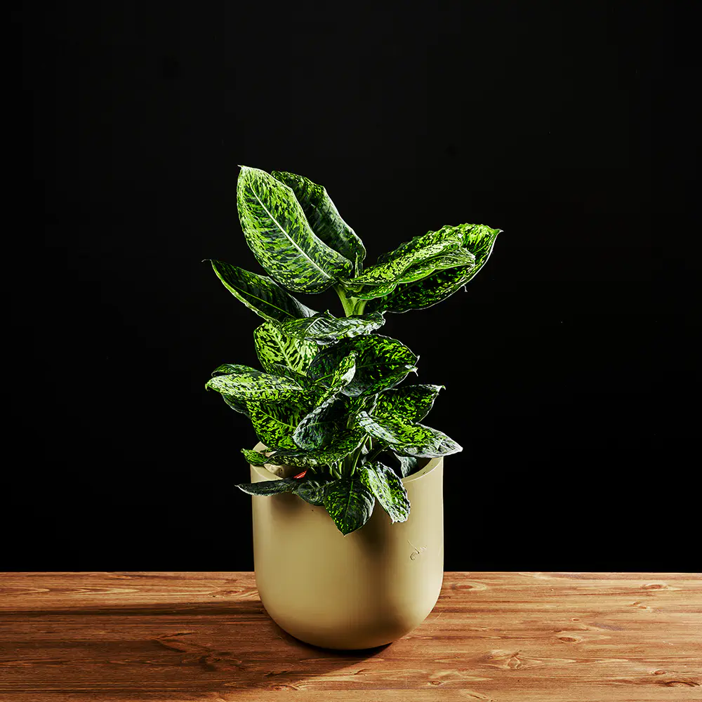 Dieffenbachia Reflector