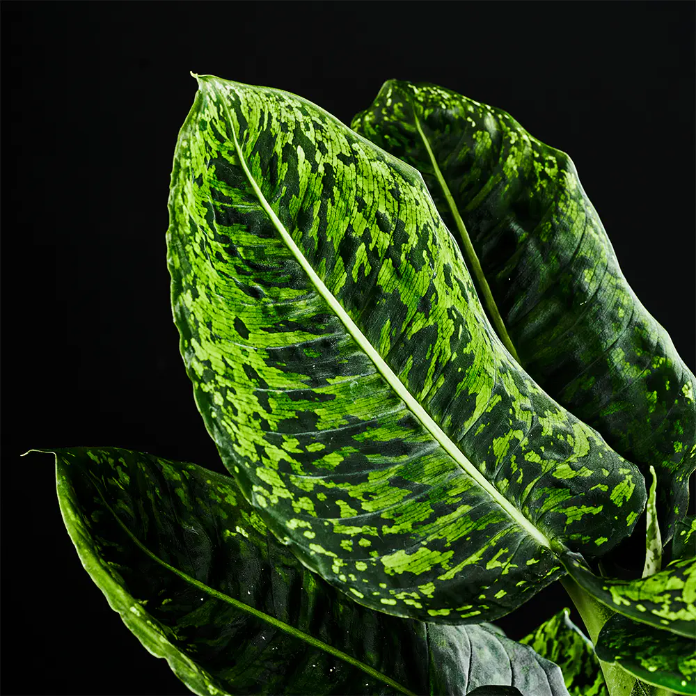 Dieffenbachia Reflector