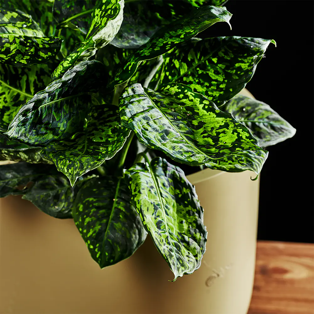 Dieffenbachia Reflector