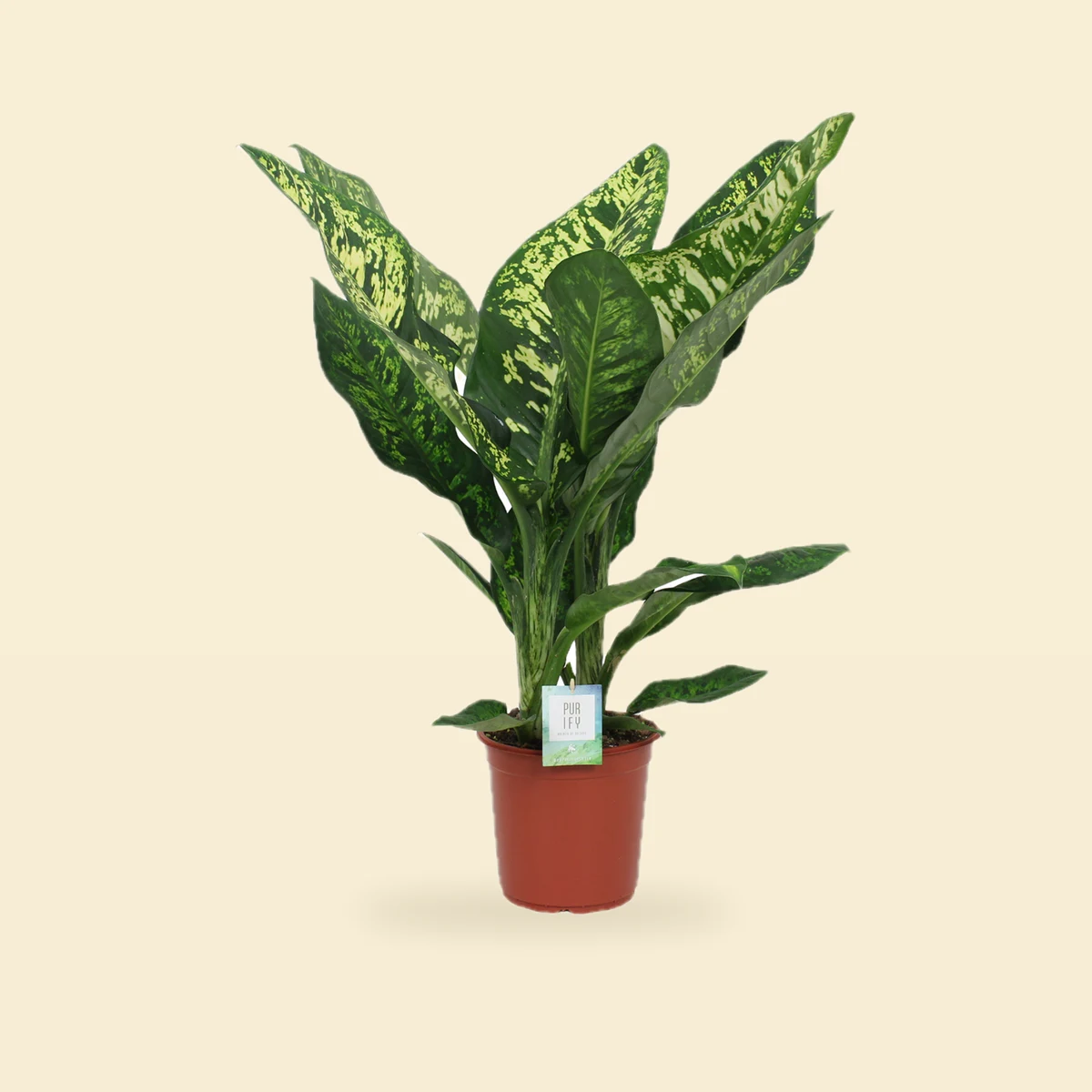 Dieffenbachia seguine 'Crown' - Difenbachia