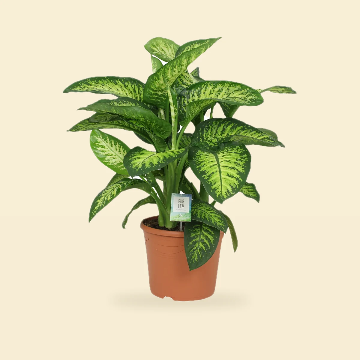 Dieffenbachia seguine 'Lemon Tropic' - Difenbachia