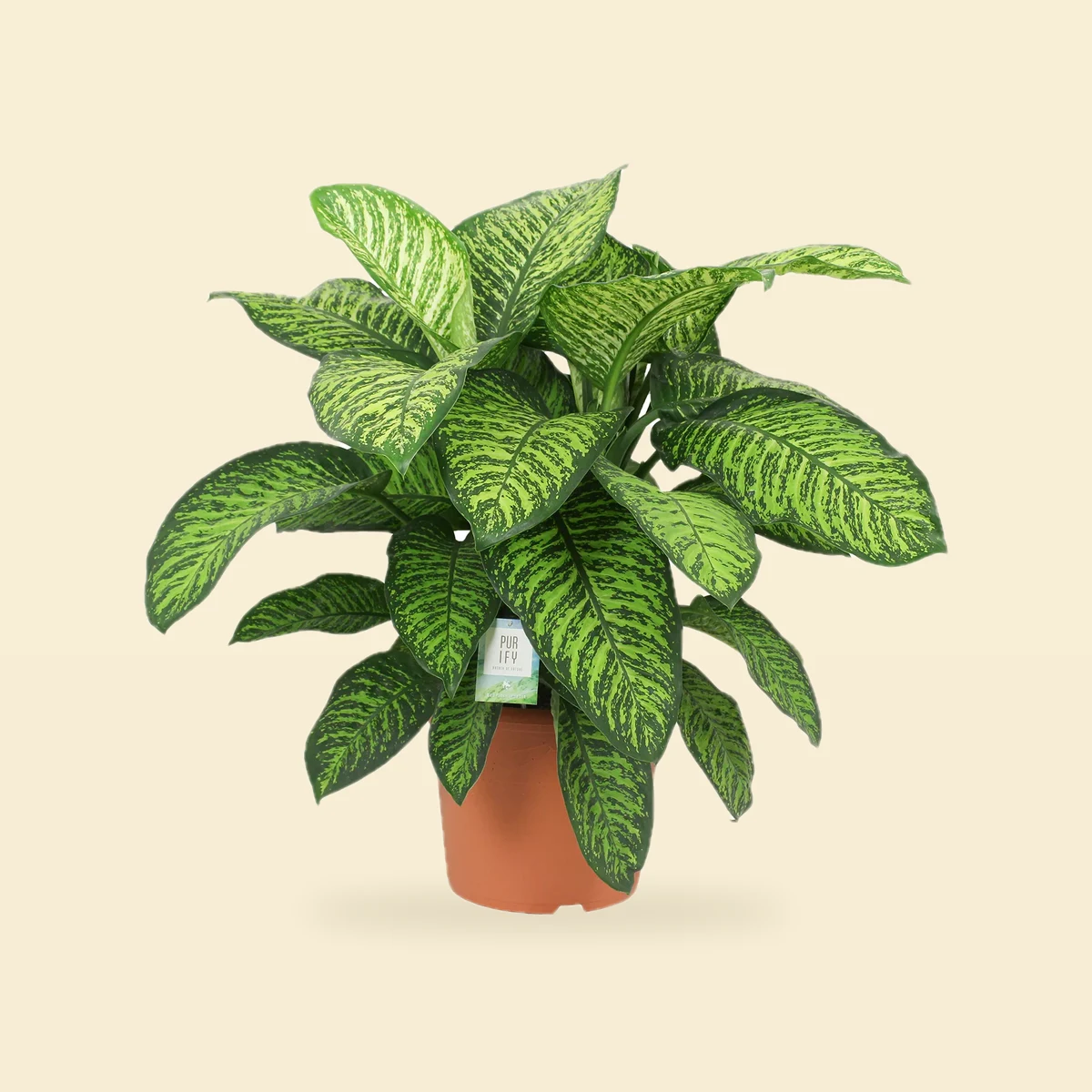 Dieffenbachia seguine 'Tropic Jewel' - Difenbachia