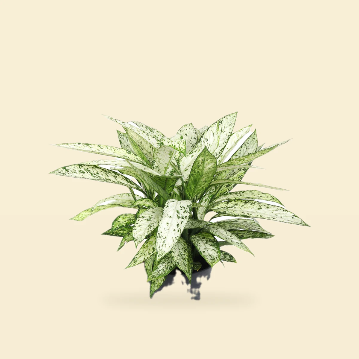 Dieffenbachia 'Vesuvius' - Difenbachia