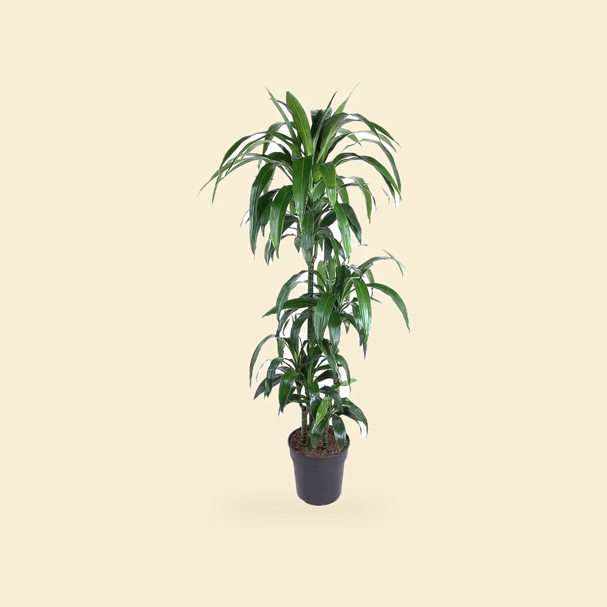 Dracaena Fragrans Janet Craig Bez