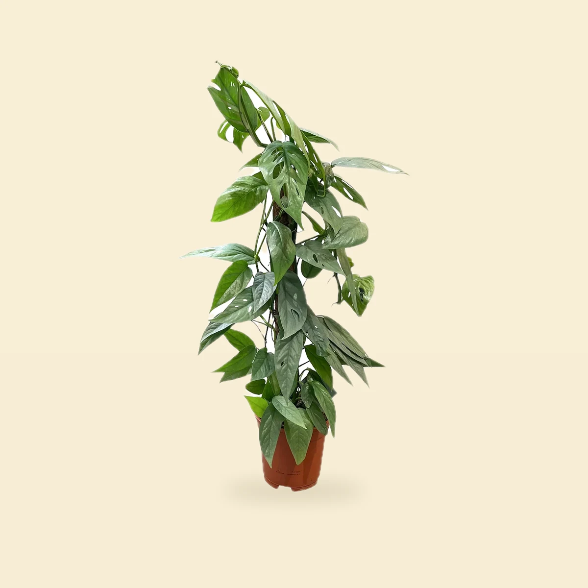 Epipremnum pinnatum 'Cebu Blue'