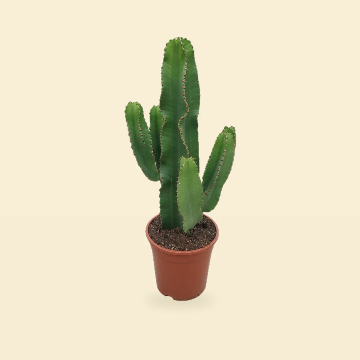 Euphorbia abyssinica 'Eritrea' - Wilczomlecz