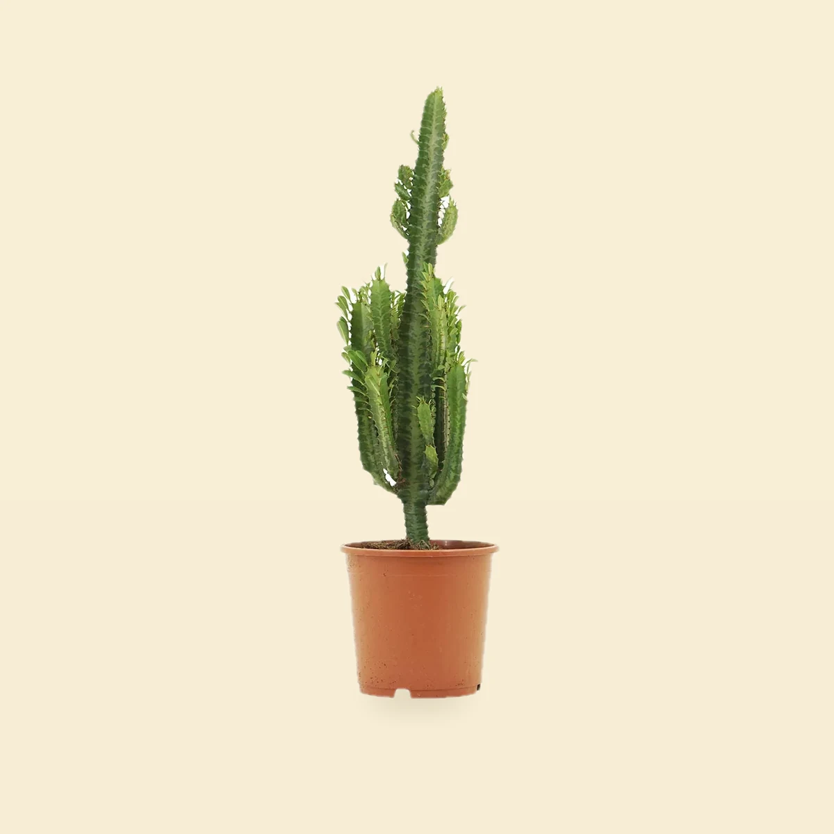 Euphorbia Trigona Cites - Euforbia - Wilczomlecz