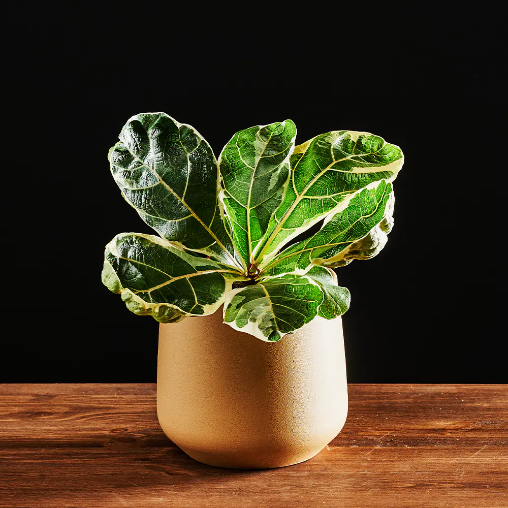 Ficus Ficus