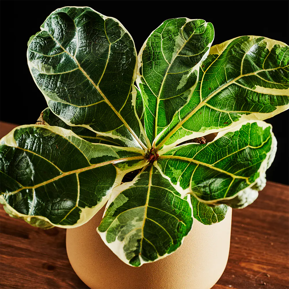Ficus