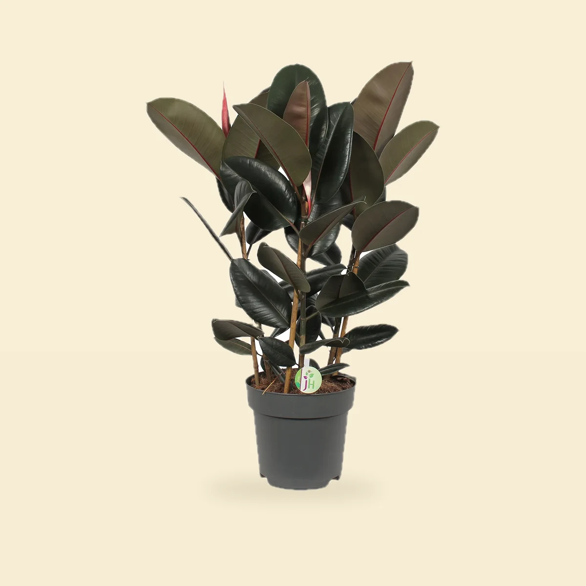 Ficus Elastica 'Abidjan' - Figowiec sprężysty - Fikus