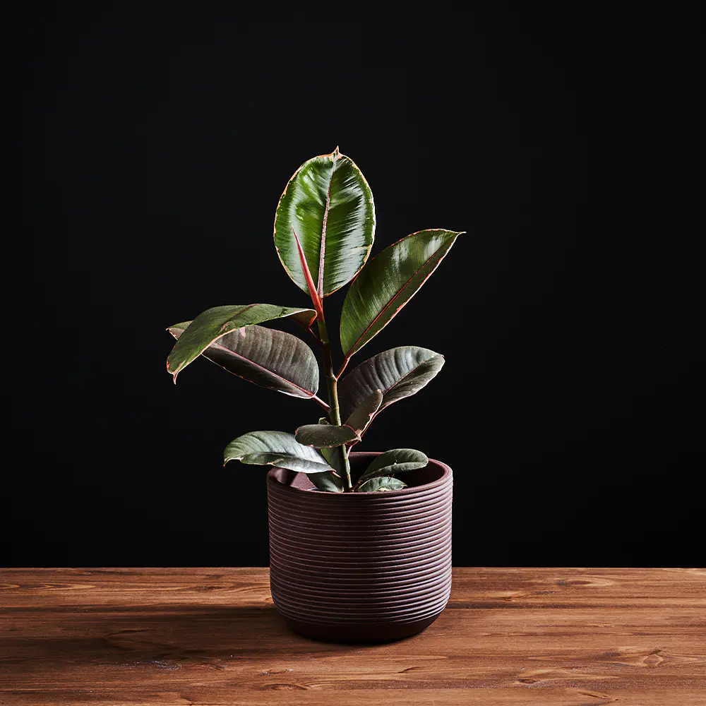 Ficus Elastica 'Belize' - Fikus - Figowiec Sprężysty