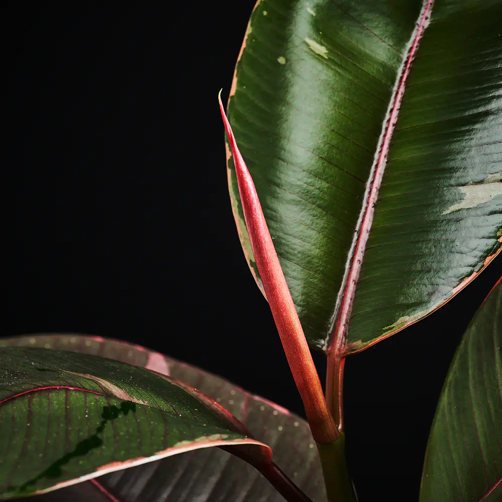 Ficus Elastica 'Belize' - Fikus - Figowiec Sprężysty