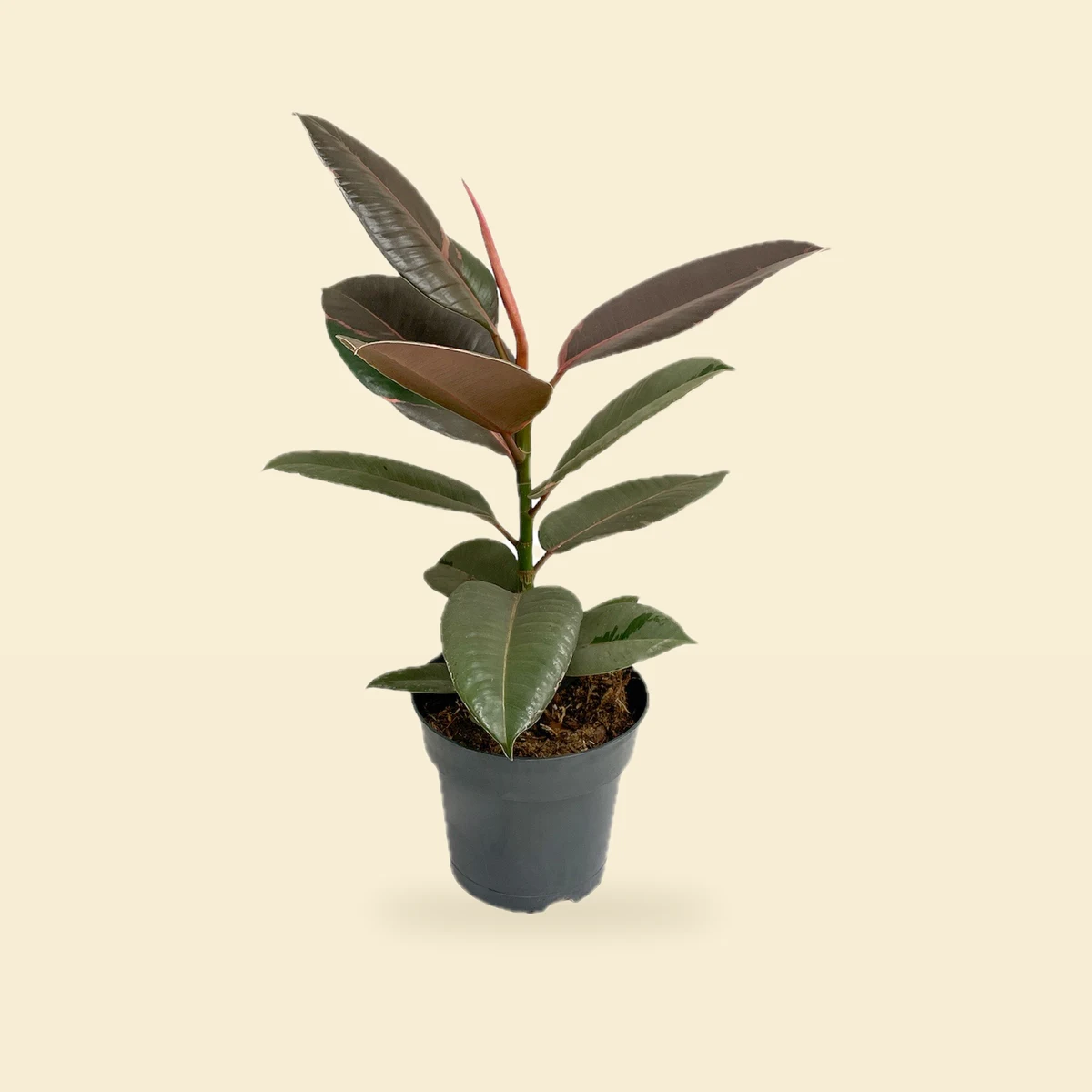 Ficus Elastica 'Pink Camouflage' - Fikus