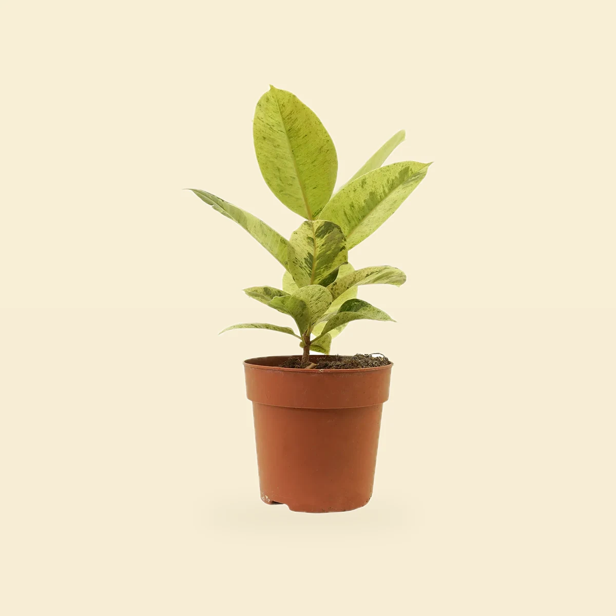 Ficus Elastica Shivereana Variegata Bez