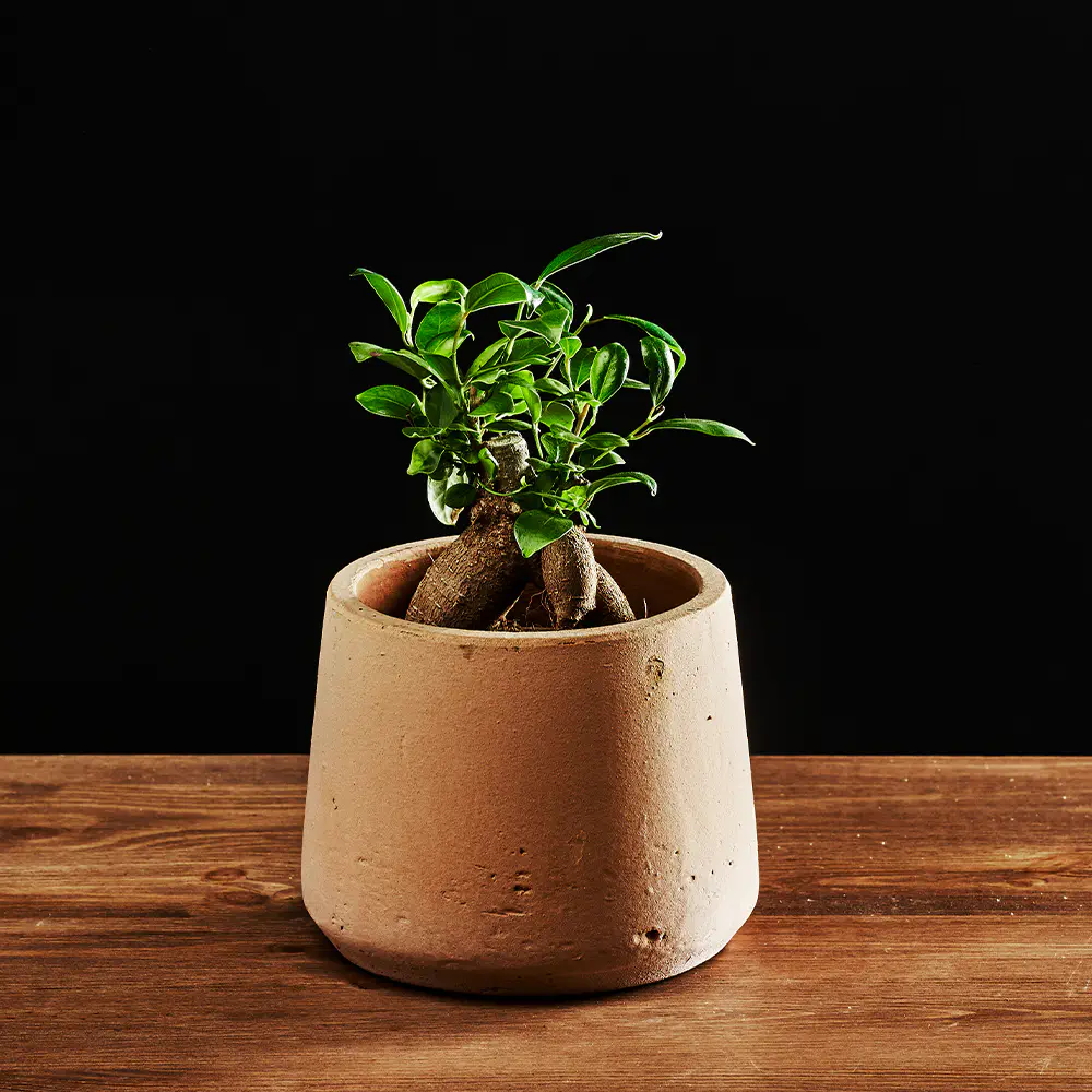 Ficus Microcarpa 'Ginseng' - Fikus