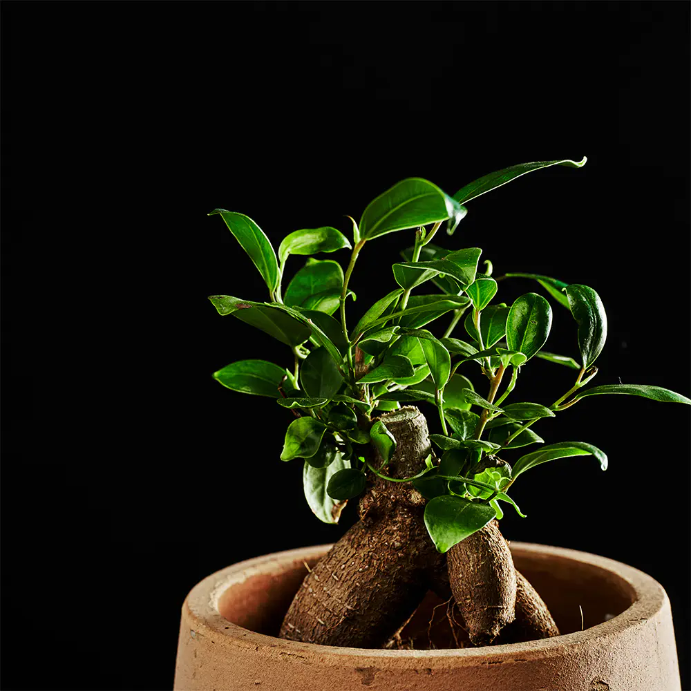 Ficus Microcarpa 'Ginseng' - Fikus