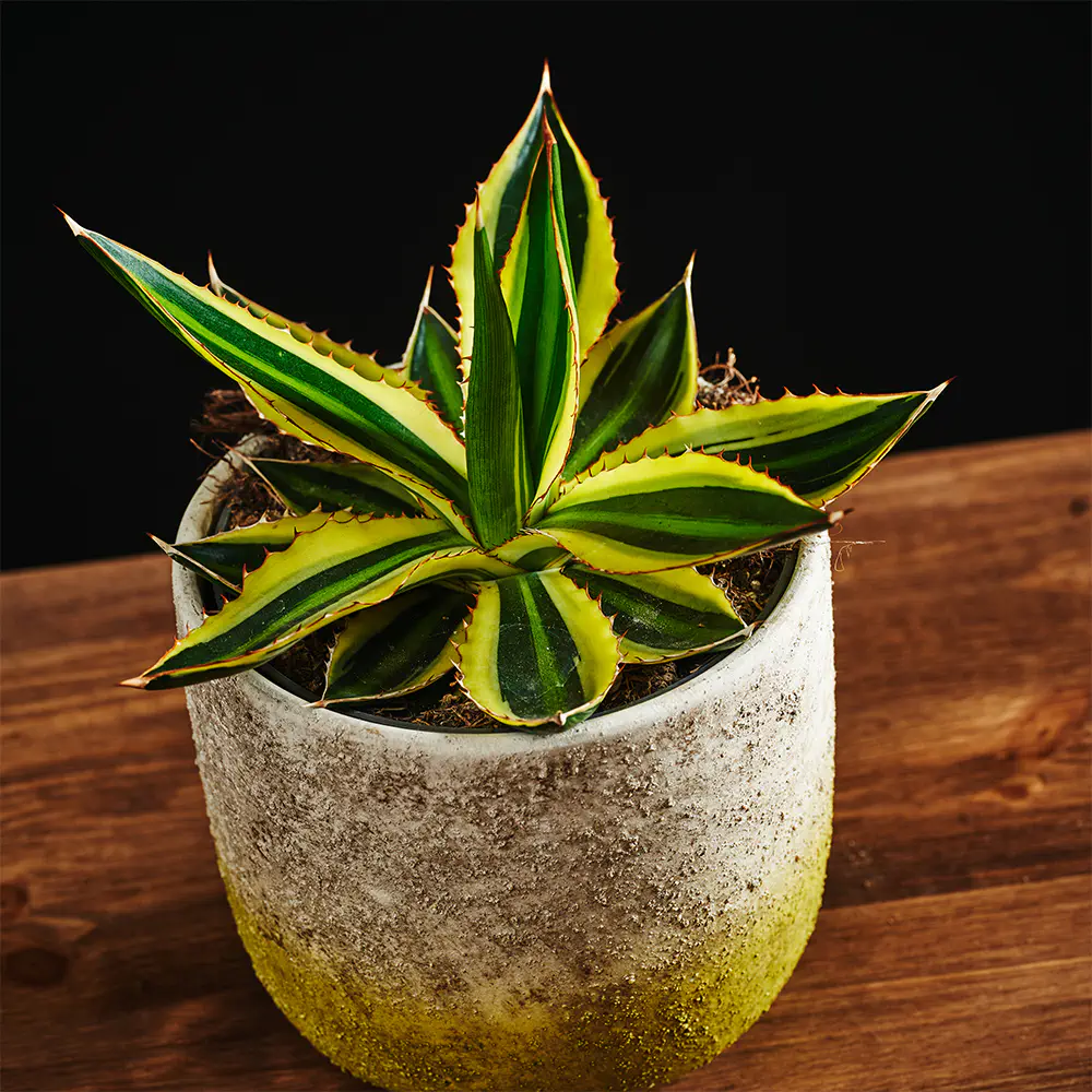 Flora K Flora
