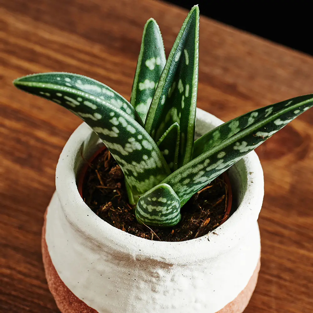Flora K Flora