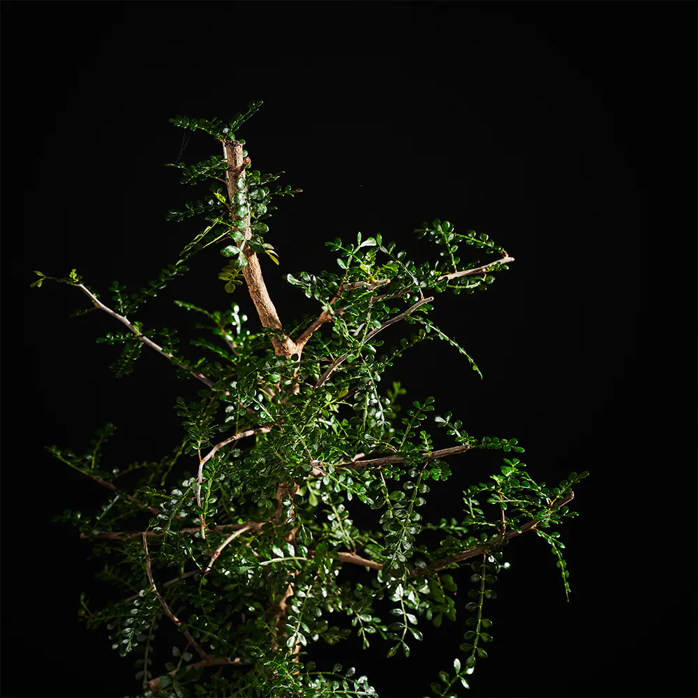 Flora K Flora
