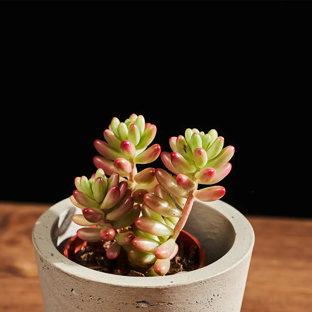 Flora K Flora