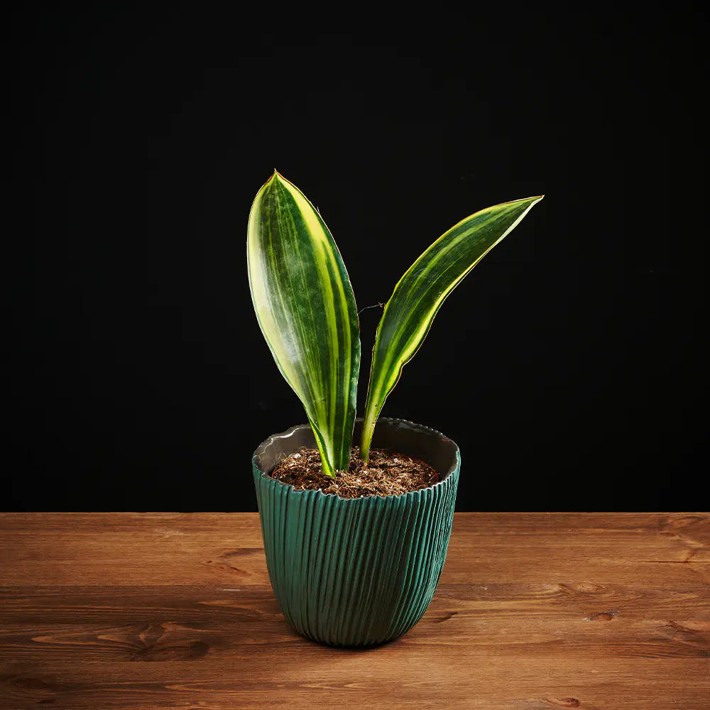 Flora K Flora