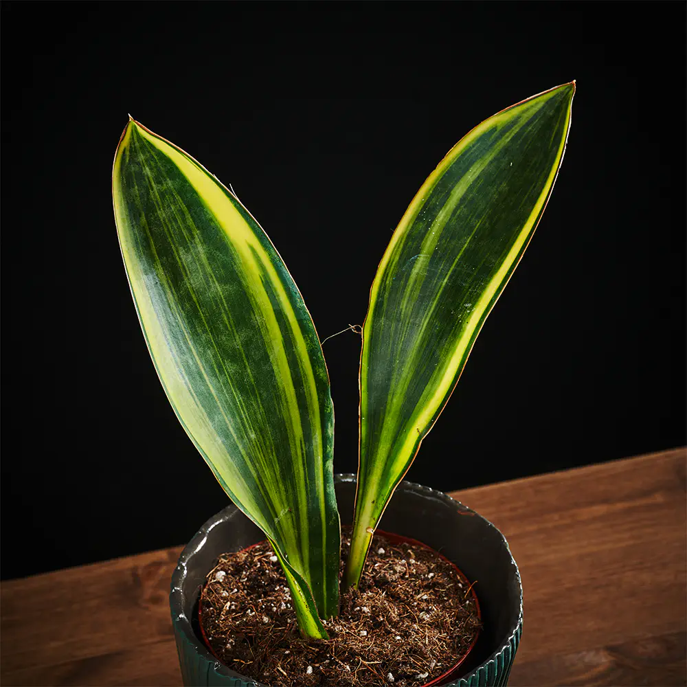 Flora K Flora