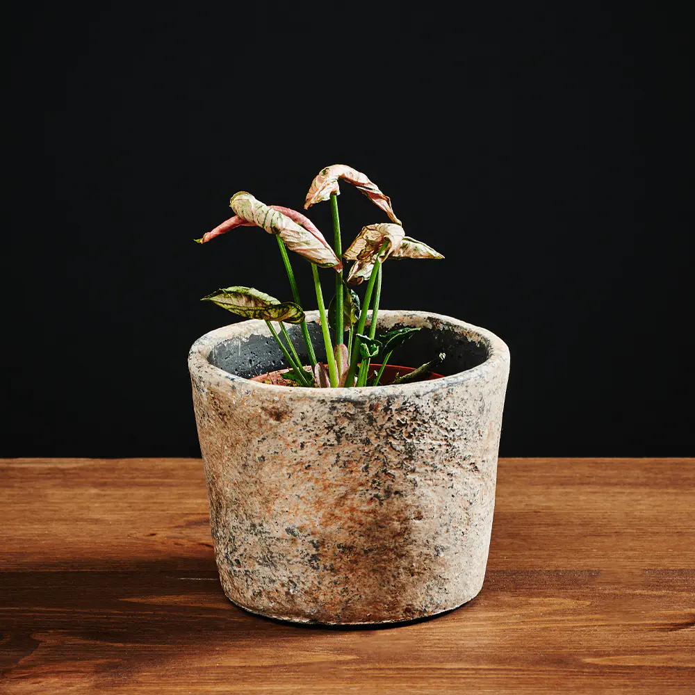 Flora K Flora