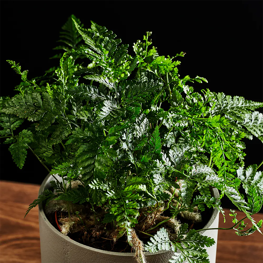 Humata tyermannii