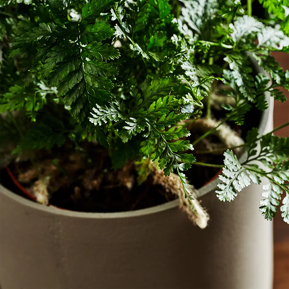 Humata tyermannii