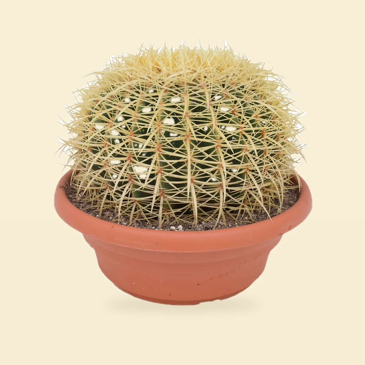 KAKTUS ECHINOCACTUS GRUSONII KAKTUS ECHINOCACTUS GRUSONII