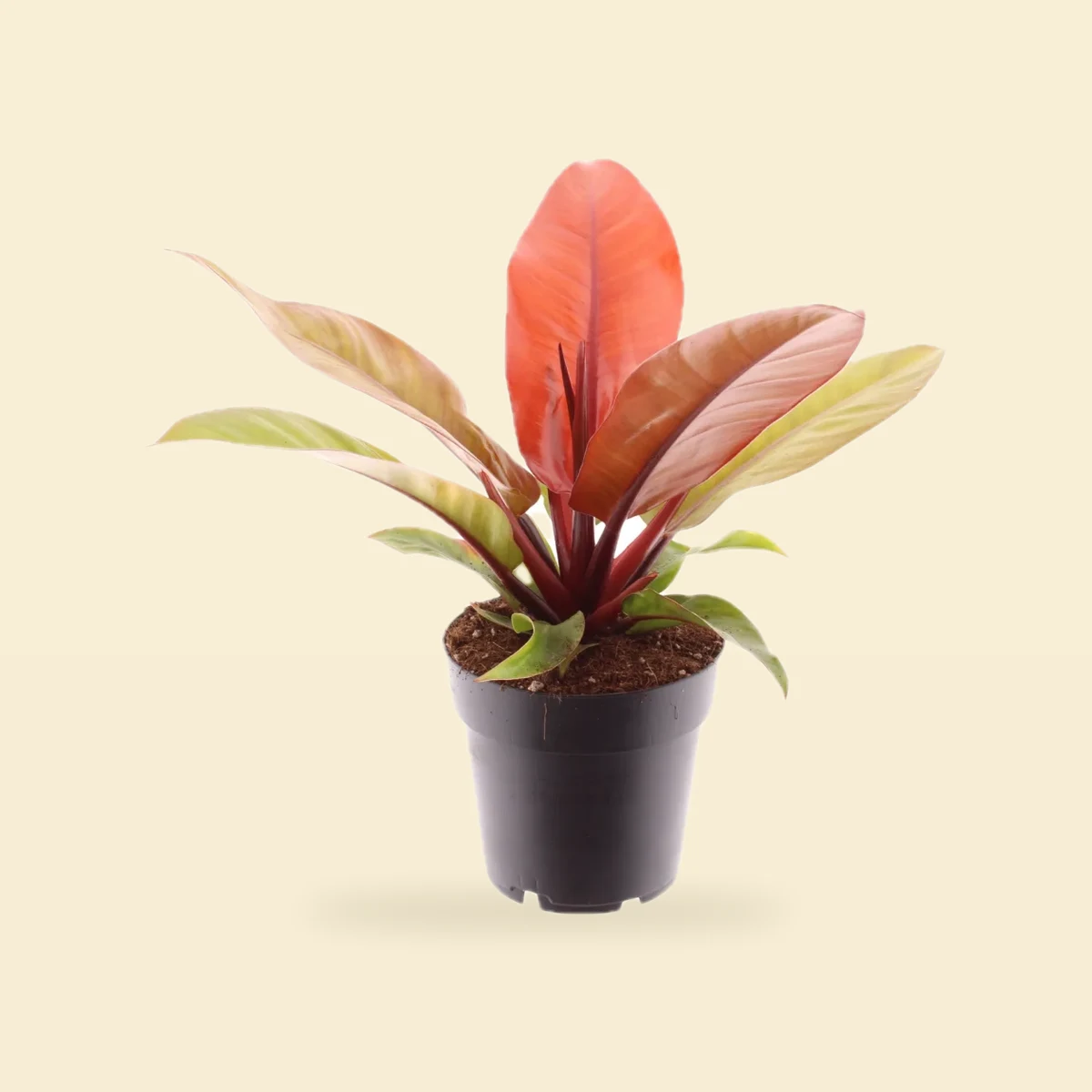 Kolekcjonerski philodendron 'Prince of orange' - Filodendron