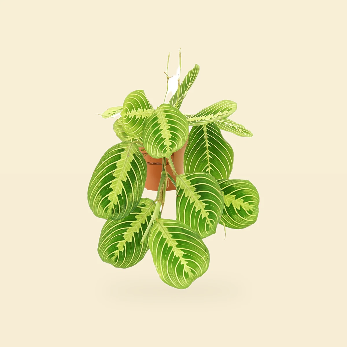 Maranta Lemon Bez